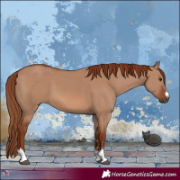 Horse Color:Red Dun 