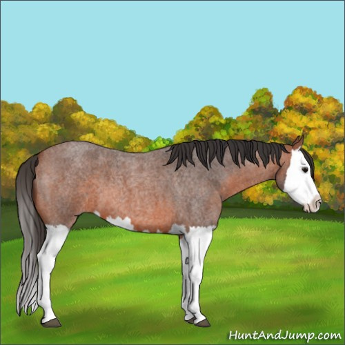Horse Color:Bay Roan Splash 
