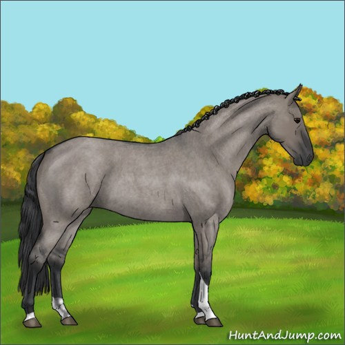 Horse Color:Grullo Roan Tobiano