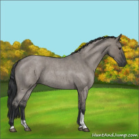 Horse Color:Grullo Roan Tobiano 