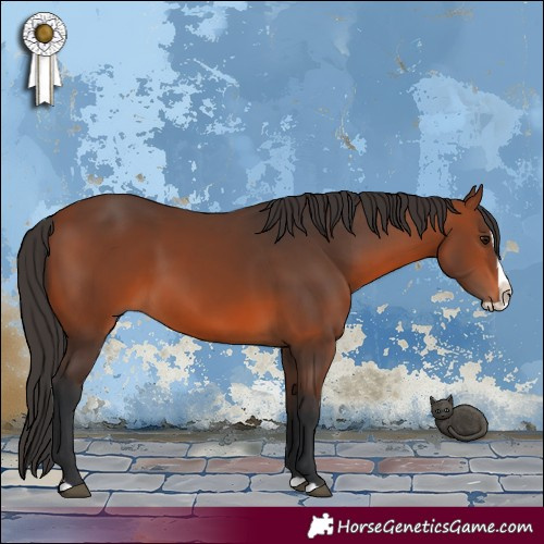 Horse Color:Bay Splash 