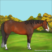 Horse Color:Bay Splash 