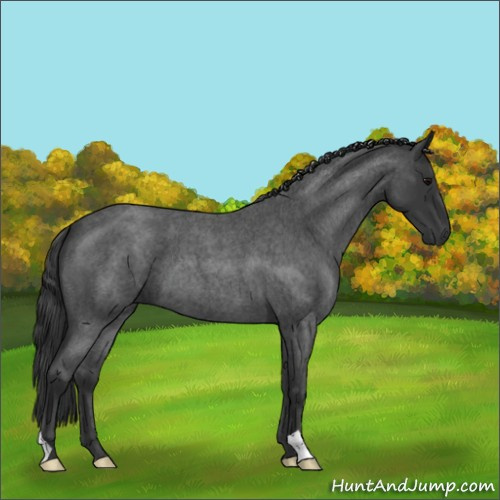 Horse Color:Blue Roan