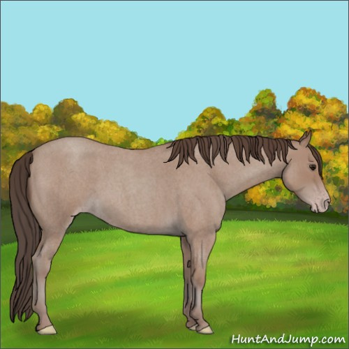 Horse Color:Classic Champagne Roan 