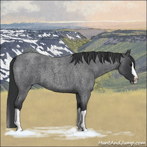 Horse Color:Blue Roan Splash 