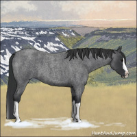 Horse Color:Blue Roan Splash 