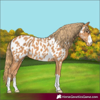 Horse Color:Chestnut Appaloosa 