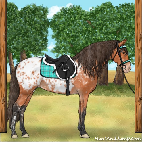 Horse Color:Bay Appaloosa  and Bay Appaloosa 