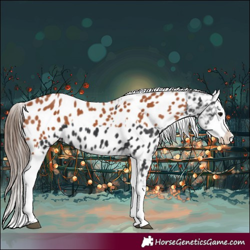 Horse Color:Black Near Leopard  and Bay Splash Near Leopard 