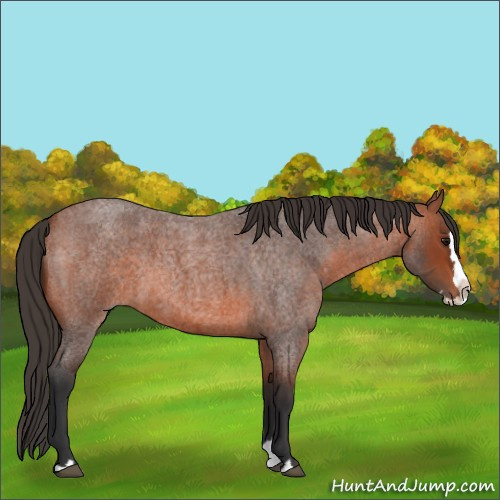 Horse Color:Bay Roan Splash 