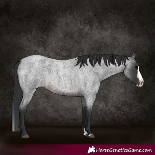 Horse Color:Brown Roan Splash 