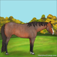 Horse Color:Bay Roan Splash 