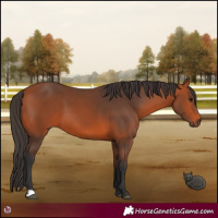 Horse Color:Bay 