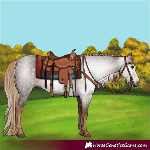 Horse Color:Gray Chestnut