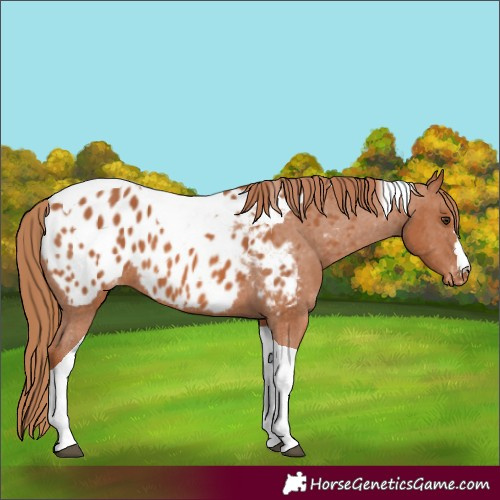 Horse Color:Chestnut Tobiano Appaloosa