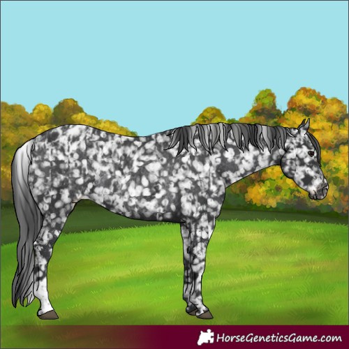 Horse Color:Black Appaloosa  and Black Appaloosa Rabicano 