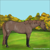 Horse Color:Liver Red Dun Rabicano 