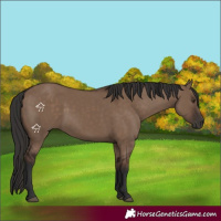 Horse Color:Liver Red Dun Rabicano 