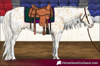 Horse Color:Palomino Appaloosa  and Palomino Splash Appaloosa 