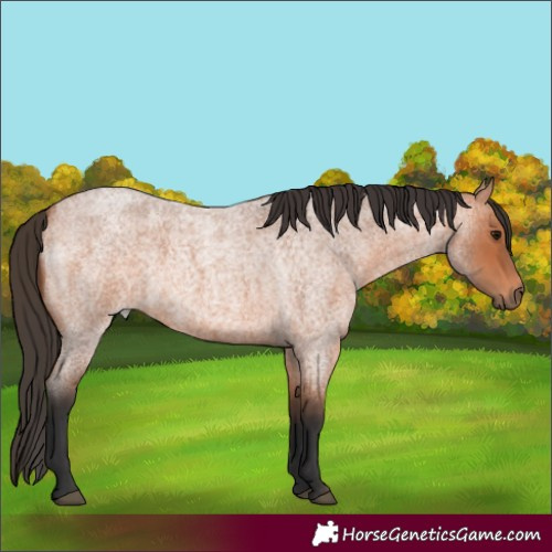 Horse Color:Bay Roan 