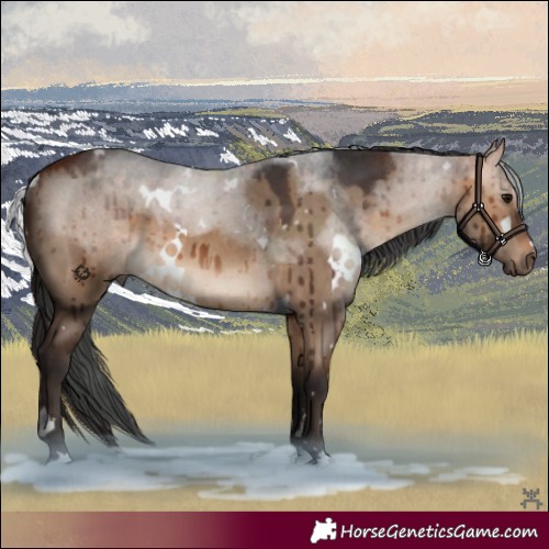 Horse Color:White Spotted Bay Dun Brindle 