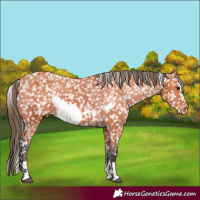 Horse Color:Bay Appaloosa  and Bay Frame Appaloosa 