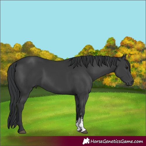 Horse Color:Black Sabino