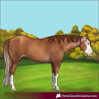 Horse Color:Gray Gold Champagne Splash