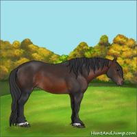 Horse Color:Brown 