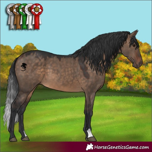 Horse Color:Brown Dun 