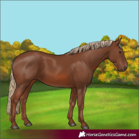 Horse Color:Chestnut 