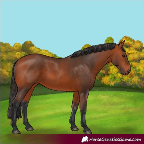 Horse Color:Bay 
