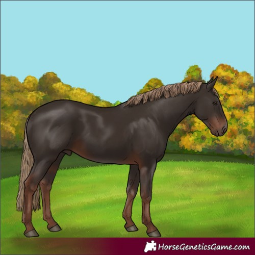 Horse Color:Liver Chestnut