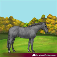 Horse Color:Black Varnish Rabicano 