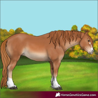 Horse Color:Chestnut 