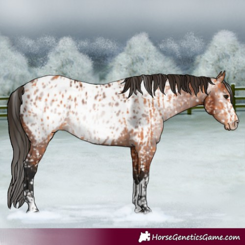 Horse Color:Bay Appaloosa and Gray Bay Appaloosa