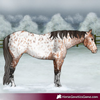 Horse Color:Bay Appaloosa  and Gray Bay Appaloosa 