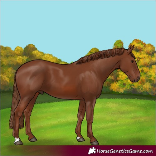 Horse Color:Unknown 