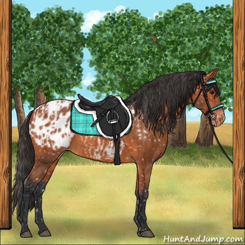 Horse Color:Bay Appaloosa and Bay Appaloosa