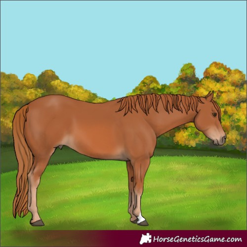 Horse Color:Chestnut 
