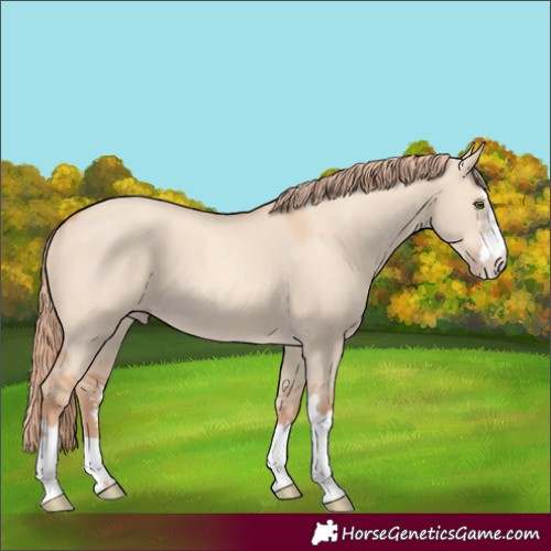 Horse Color:Gold Champagne Dun 