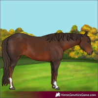 Horse Color:Liver Chestnut 