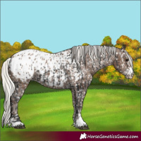 Horse Color:Black Appaloosa  and Silver Black Appaloosa 