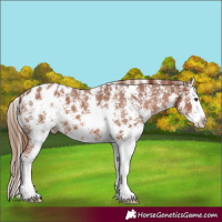 Horse Color:Chestnut Sabino Splash Appaloosa 