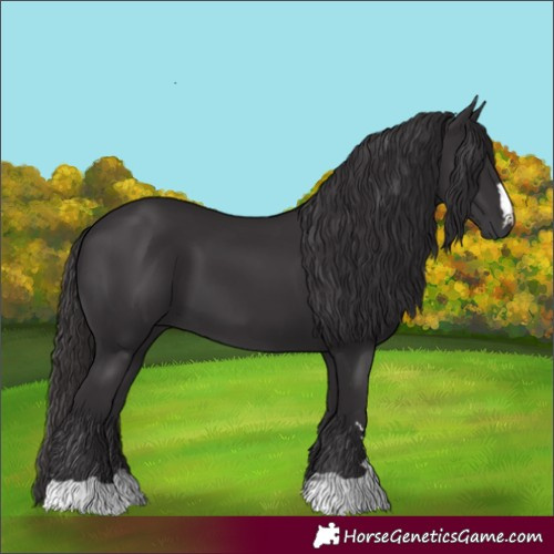 Horse Color:Smoky Black 