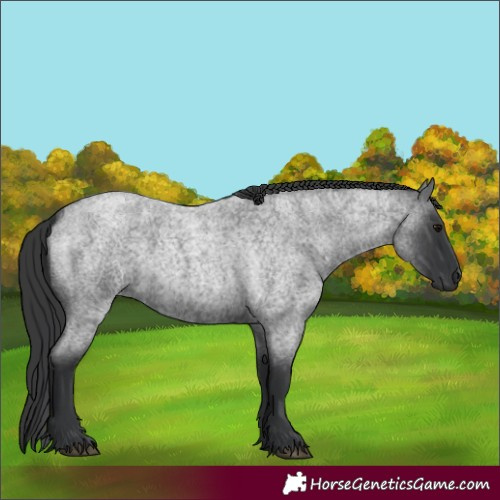 Horse Color:Blue Roan 