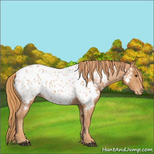 Horse Color:Chestnut Appaloosa 