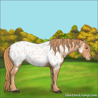 Horse Color:Chestnut Appaloosa