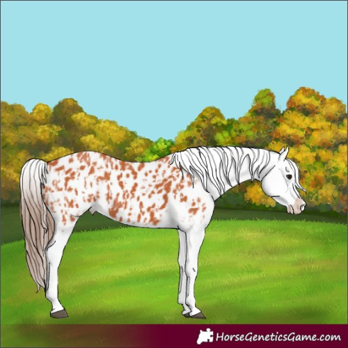 Horse Color:Bay Appaloosa  and Bay Appaloosa 