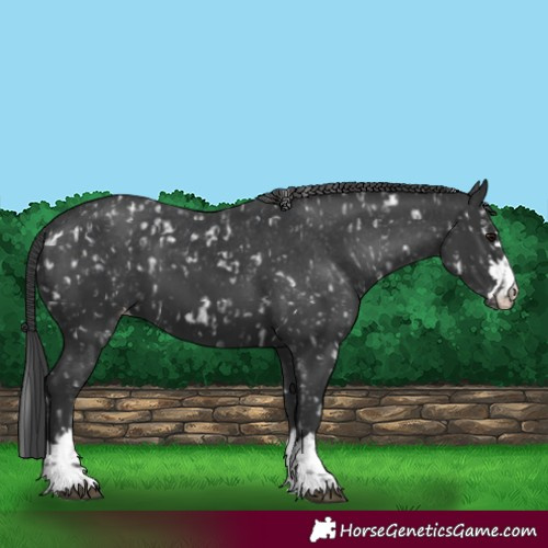 Horse Color:Black Appaloosa and Black Appaloosa